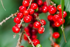 Grappe de fruits rouges