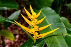 Plante jaune sans nom