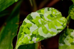 Feuille de camouflage militaire