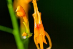 Plante exotique