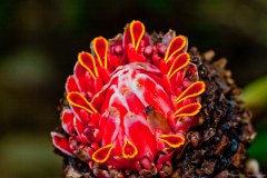 Fleur exotique