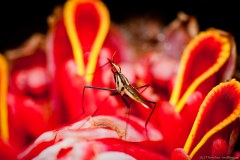 Insecte sur une fleur