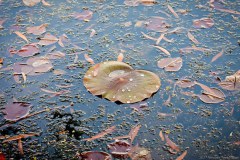 Gouttes d'eau sur le nénuphar