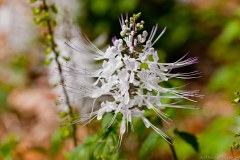 Fleur exotique