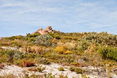 Végétation, Cape Le Grand National Park