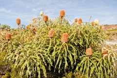 Banksia, Cape Le Grand National Park