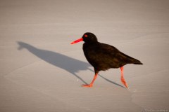 Oyster Catcher, Cape Le Grand National Park