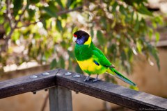 Perroquet, Yanchep National Park