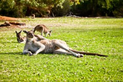 Kangourou à la cool, Yanchep National Park