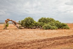 Arbre couché