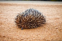 Echidné au bord de la route, Kalbarri