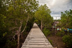 mangrove-koh-lanta