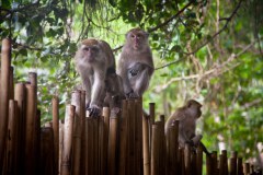 singe-railay-bay2