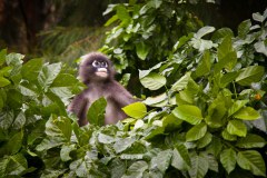 singe-railay-bay4