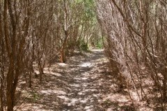 Seven-Miles-Beach
