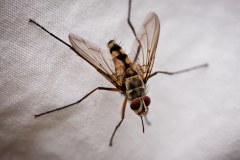 Mouche