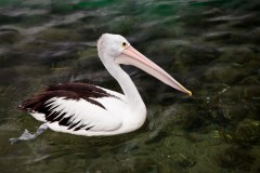 Pélicans2