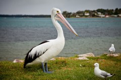 Pélicans7