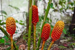 Fleurs, Atherton Platypus Park