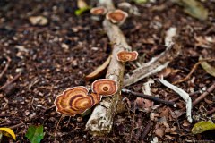 Champignons, Atherton Platypus Park