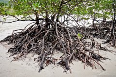Mangrove, Cape Tribulation