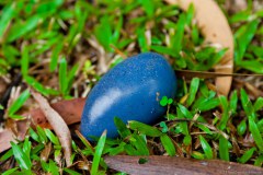 Cassowary Plum