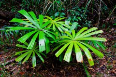 Fougères, Daintree National Park