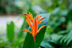 Fleur, Daintree National Park
