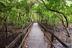Randonnée dans la forêt humide et la mangrove