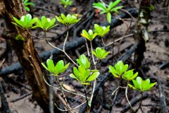 Végétation dans la mangrove