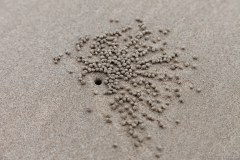 Tanière creusée dans le sable, Daintree