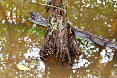 Tronc d'arbre dans la mangrove