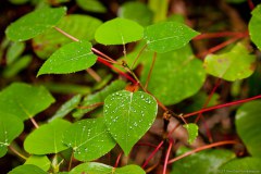 Gouttes d'eau sur les feuilles de la forêt