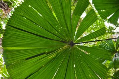Fougère, Daintree National Park