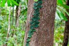 Lierre sur un tronc, Daintree