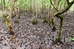 La mangrove