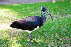 Ibis d'Australie, Botanic Garden de Darwin