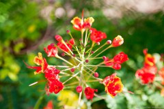 Plante, Botanic Garden