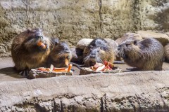 Water rats - Dubaï aquarium