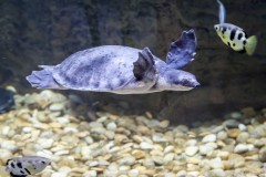 Pig-nosed turtle, Dubaï aquarium