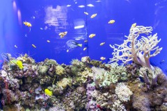 Marine life, Dubaï aquarium