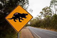 Attention aux diables de Tasmanie !