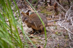 Petit pademelon, péninsule tasmane
