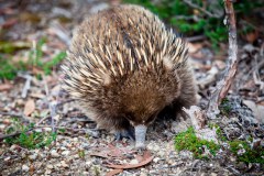Echidné le nez dans le sol, péninsule tasmane