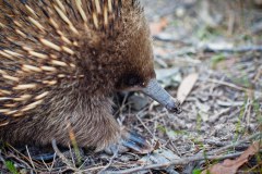 Echidné, péninsule tasmane