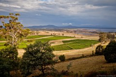 Vue sur les vignes et le Freycinet National Park