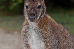 Un wallaby dans le parc national de Freycinet