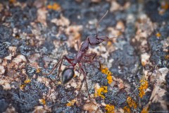 Fourmi géante, Friendly beaches, parc national de Freycinet