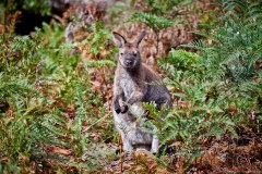 Kangourou, Friendly beaches, parc national de Freycinet