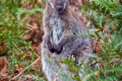 Wallaby, Friendly beaches, parc national de Freycinet